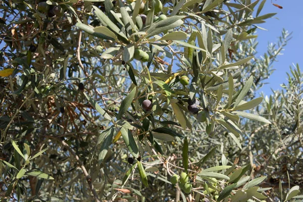 Aceitunas Olivo Costa Blanca España — Foto de Stock