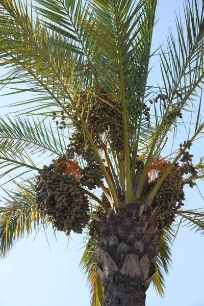 西班牙科斯塔布兰卡的椰枣日期 — 图库照片