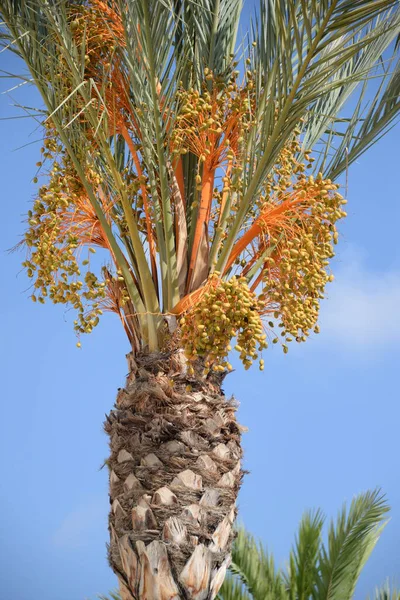 Dates Date Palm Costa Blanca Spain — Stock Photo, Image