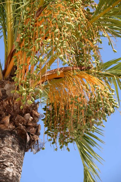 Fechas Palmera Datilera Costa Blanca España — Foto de Stock