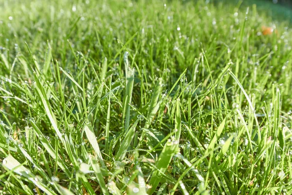 Vue Ensemble Une Prairie Avec Des Milliers Lames Herbe — Photo