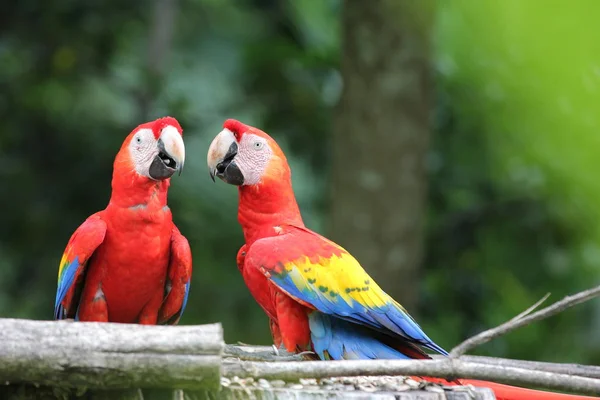 Vista Panorámica Hermoso Pájaro Naturaleza —  Fotos de Stock