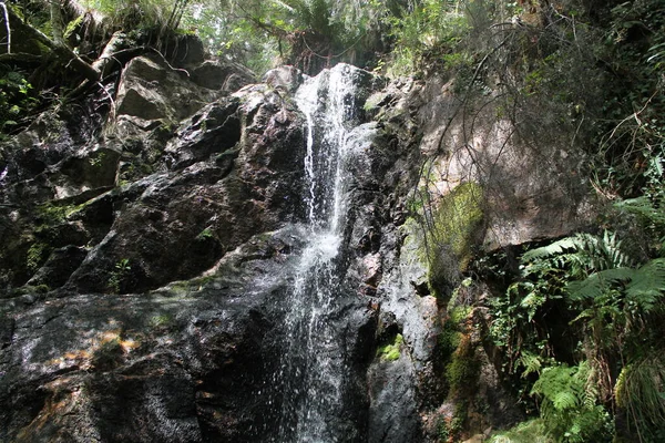 Verborgen Waterval Het Overwoekerde Bos — Stockfoto