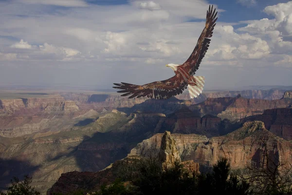 Águila Los Estados Unidos Los Colores Nacionales Vuelan Sobre Cañón — Foto de Stock