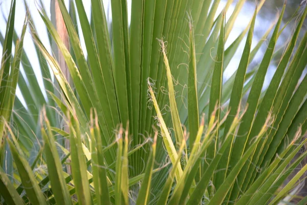 Palmiye Yaprakları Arkaplan Kopyala — Stok fotoğraf