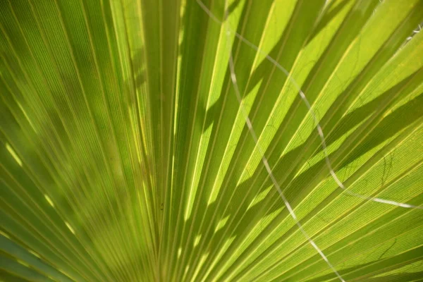 Palm Leaves Background Copy Space — Stock Photo, Image