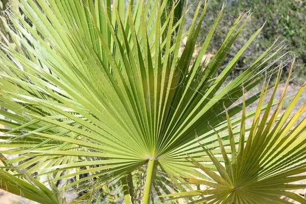 Palm Leaves Background Copy Space — Stock Photo, Image