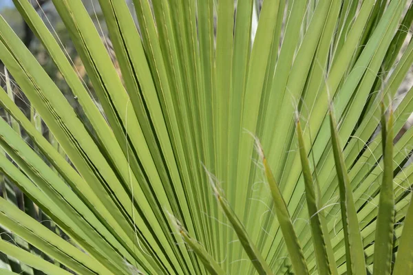 Palm Leaves Background Copy Space — Stock Photo, Image