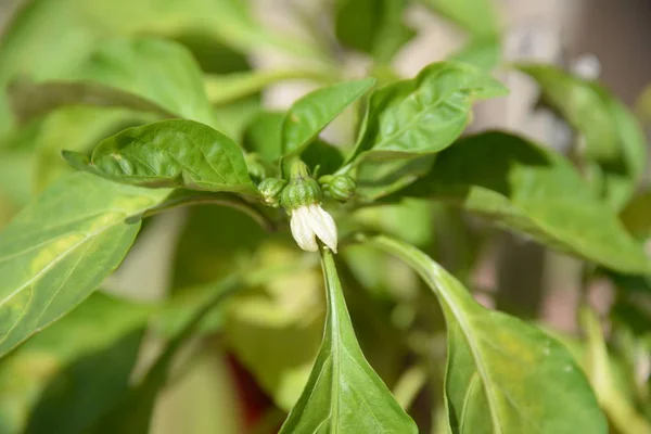 Flor Arbusto Paprika Costa Blanca España —  Fotos de Stock