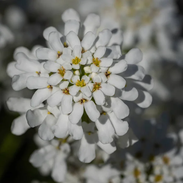 Evergreen Candytuft Iberis Sempervirens Vårblommor — Stockfoto