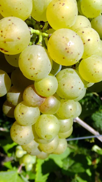 Druiven Druivensap Witte Wijn Rode Wijn Mousserende Wijn Phylloxera Wijnmaker — Stockfoto