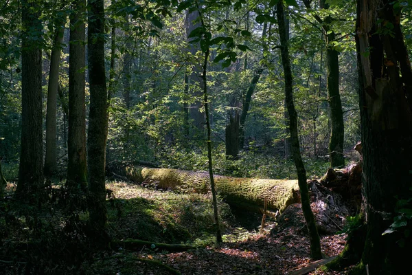 Peuplement Caduc Ombragé Avec Frêne Cassé Premier Plan Forêt Bialowieza — Photo