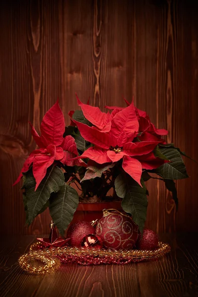 Decoração Natal Com Flores Red Poinsettia Euphorbia Pulcherrima Bolas Vermelhas — Fotografia de Stock