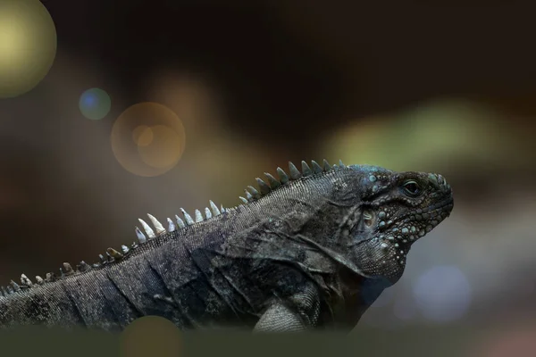 Iguana Selvatica Animale Rettiliano — Foto Stock