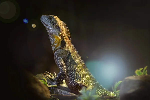 Дика Тварина Ящірка Рептилія — стокове фото