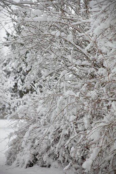 デリッツチ公園の冬 — ストック写真