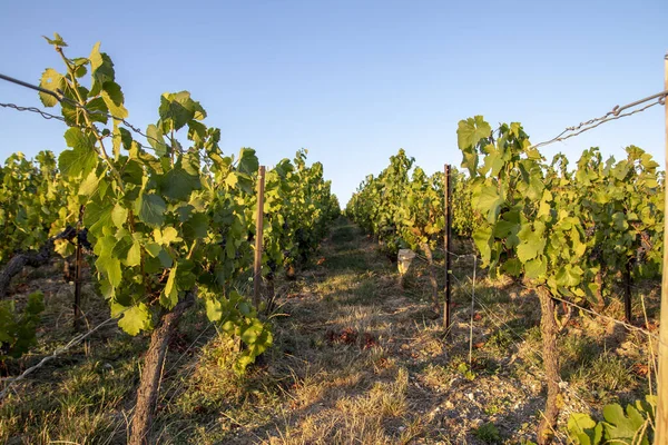 Tramonto Sulle Viti Regione Champagne — Foto Stock