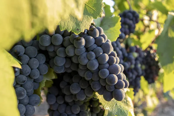 Шампанское Виноград Сбора Урожая Франции — стоковое фото