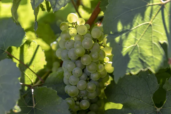 Winogrona Szampana Przed Zbiorami Francji — Zdjęcie stockowe