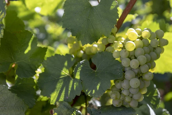 Winogrona Szampana Przed Zbiorami Francji — Zdjęcie stockowe