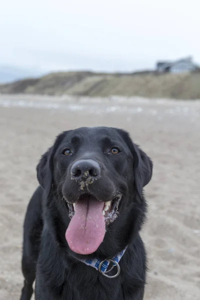 Black Labrador Playing Beach — Stock fotografie