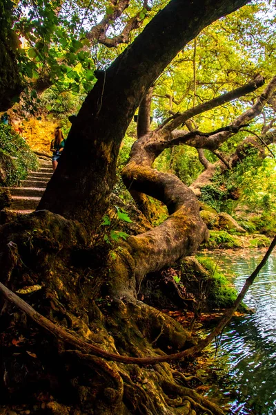 Dans Une Forêt Enchanteresse — Photo