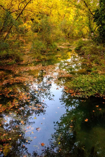 Bosque Encantado — Foto de Stock