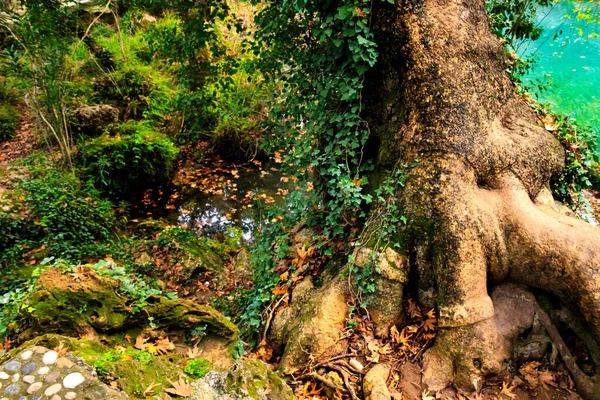 Einem Verzauberten Wald — Stockfoto