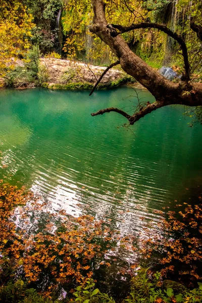 Numa Floresta Encantadora — Fotografia de Stock