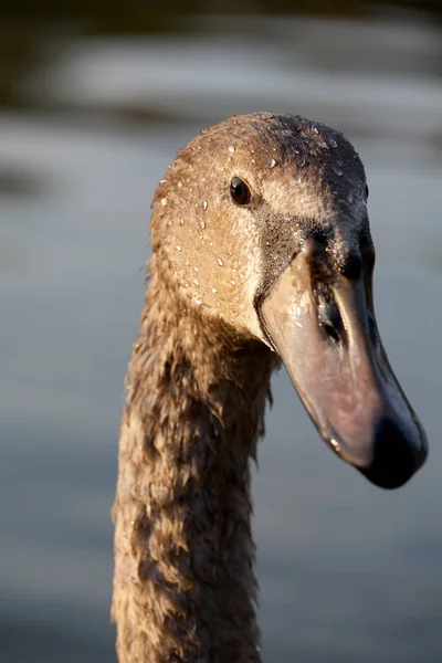 Der Kopf Eines Schwans — Stockfoto