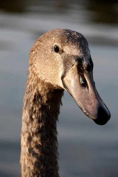 Cabeça Cisne — Fotografia de Stock