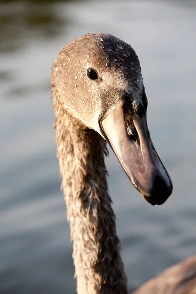 Cabeza Cisne —  Fotos de Stock