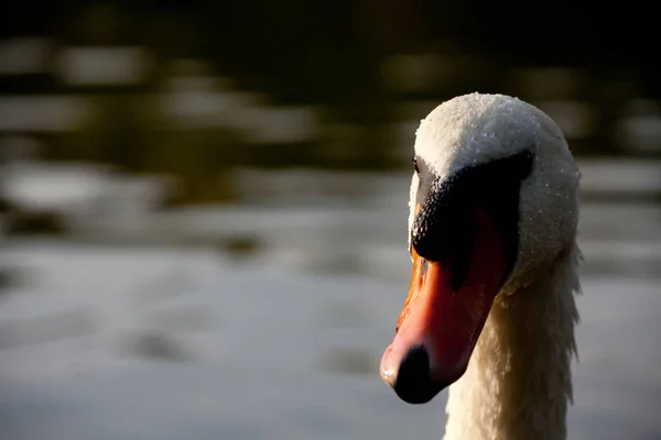 Cabeza Cisne —  Fotos de Stock