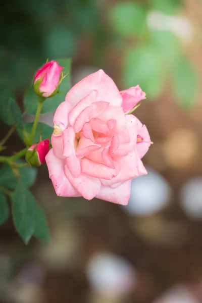 Rosas Jardín Rosas Son Hermosas Con Hermoso Día Soleado — Foto de Stock