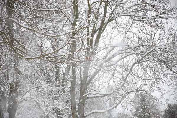 Inverno Delitzsch Park Com Esquilo — Fotografia de Stock