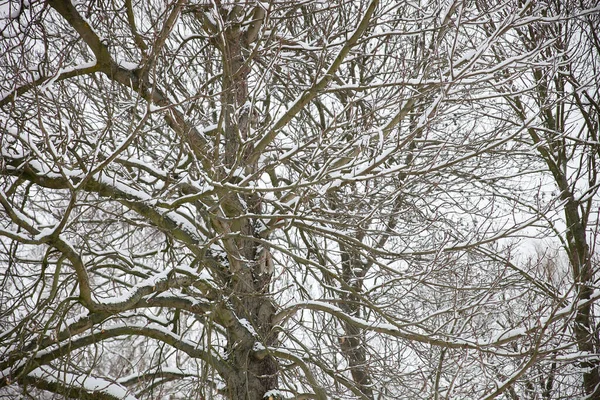 Inverno Delitzsch Park Com Esquilo — Fotografia de Stock