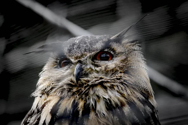 Soft Drawn Portrait Old Owl Front Dark Background — Stock Photo, Image