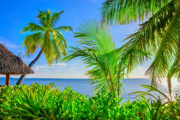 Sea View Beach Palm Trees Plants — Stock Photo, Image