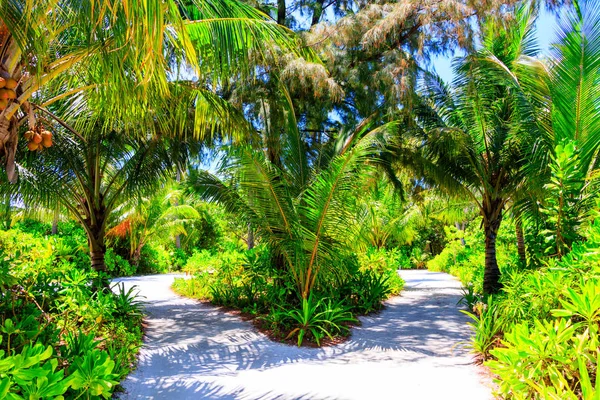 Wandeling Tussen Palmbomen Een Eiland Van Malediven — Stockfoto