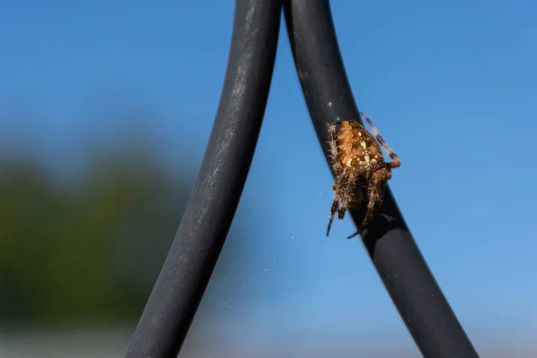 Close Macro Opname Van Een Gekroonde Lichtbol Alias Cross Spider — Stockfoto