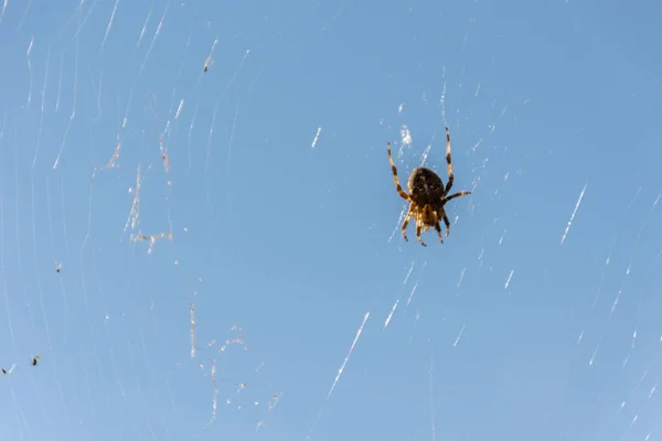 Gros Plan Plan Macro Tisserand Orbe Couronné Alias Araignée Croix — Photo