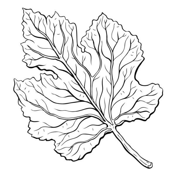 Folhas Desenho Mão Ilustração Vetorial Folhas Contorno Isoladas Sobre Fundo — Fotografia de Stock