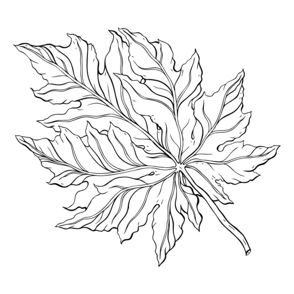 Bela Folha Detalhada Botanical Hand Drawn Vector Outline Leaves Isolado — Fotografia de Stock