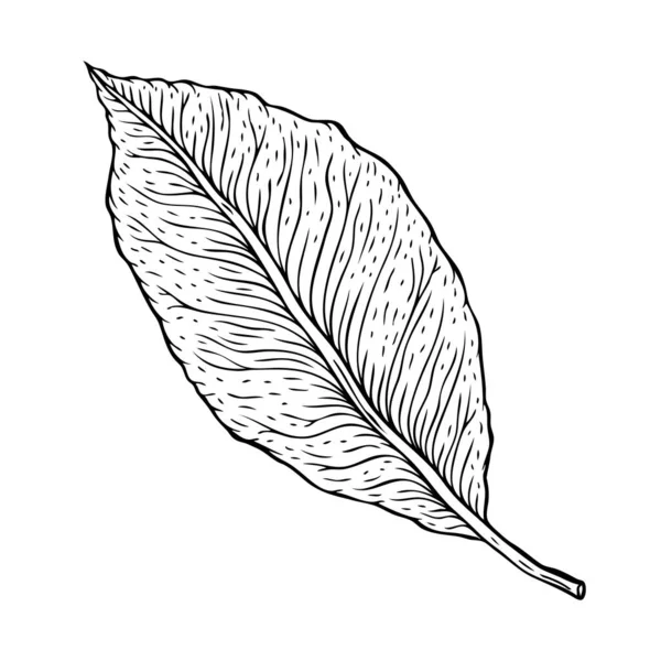 Hermosa Hoja Detallada Botanical Hand Drawn Vector Outline Leaves Isolated —  Fotos de Stock