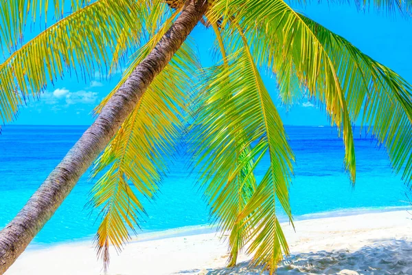 Dromenpalm Het Strand — Stockfoto