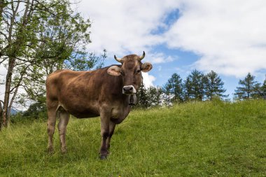 Cow grazing in hight altitude in the Allgau. Bavaria. Germany. clipart