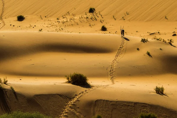 Namibia Namib Gemsbock Namib Naukluft Park — Stock Photo, Image