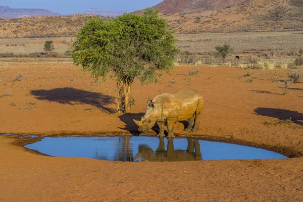 Namíbia Namib Naukluft Park Fehér Orrszarvú — Stock Fotó
