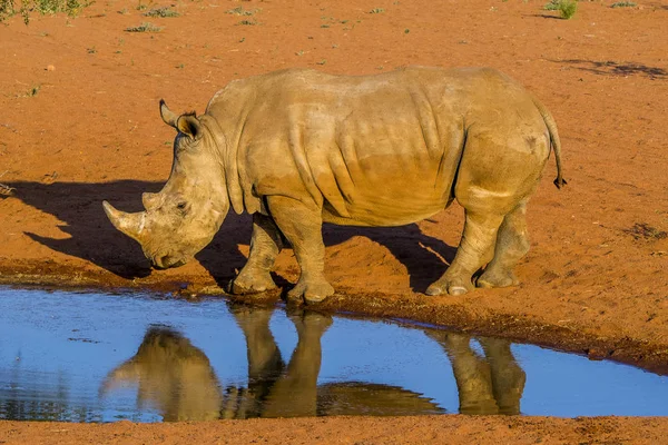 Namibia Hammerstein White Rhinoceros — Stock Photo, Image
