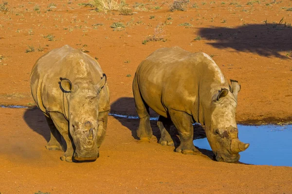 Namibia Namib Vita Noshörningar — Stockfoto